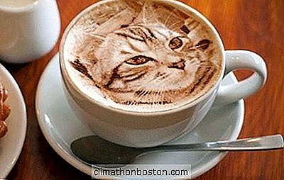 Katzen Sind Beliebt Im Internet, Aber Was Ist Mit Ihrem Kaffee?