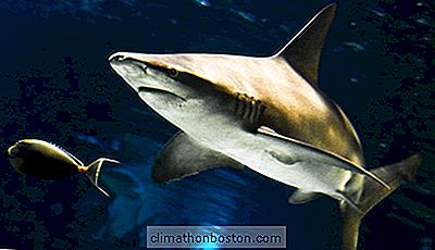  Nardo'S Natural Survived Und Gedieh Aus Erscheinen Auf Dem Shark Tank Des Fernsehers