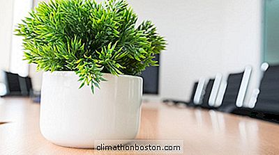  25 Büro Pflanzen, Die Auf Ihren Schreibtisch Passen