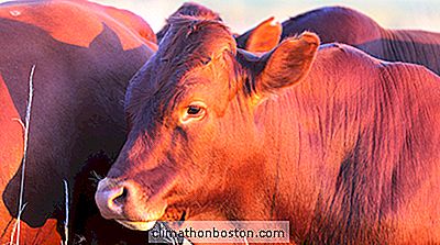  新的美国牛肉出口协议对中国生产者来说可能是巨大的