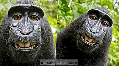 Fotografato Guidato Banane Su Wikipedia Monkey Selfies
