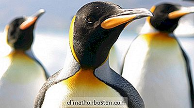 Flightless Bird가 항해를 시작했습니다. Google Penguin 3.0 업데이트가 출시되었습니다.